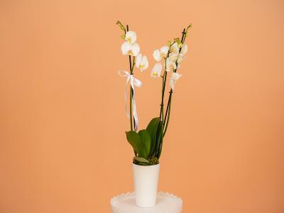 2 Stems White Orchid Pot